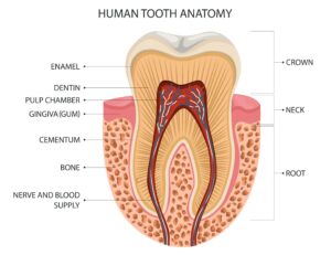 Human tooth anatomy diagram labeling enamel, dentin, pulp chamber, gingiva, cementum, bone, and nerve and blood supply, illustrating key components related to tooth sensitivity in cold weather.